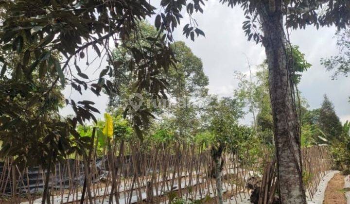 Tanah kontur datar bonus pohon durian, Boleh ambil 4000m2 2