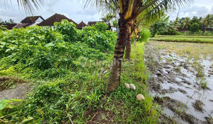 Tanah Full View Sawah Di Ubud Bali, Cocok Untuk Villa & Investasi 2