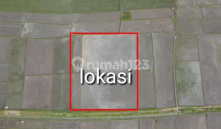 Rice Field View Land 700m to Kelating Beach Tabanan Rice Field View Land 700m to Kelating Beach Tabanan