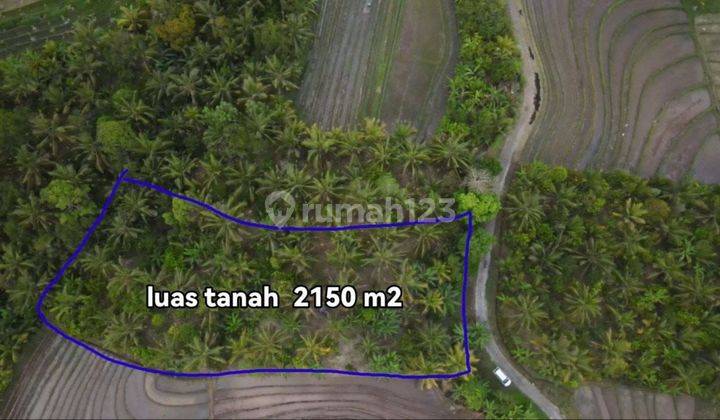 Tanah kontur datar view laut terasering sawah di Tabanan 2