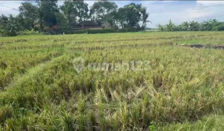 Tanah Full View Sawah Dan Laut 2750m2 Pantai Pasut Tabanan Tanah Full View Sawah Dan Laut 2750m2 Pantai Pasut Tabanan