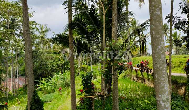 Tanah View Sawah Dan Jungle Di Kedisan Ubud