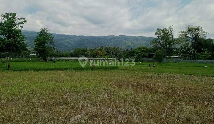 Tanah los pantai sentral Lovina, akses jalan 10 meter aspal