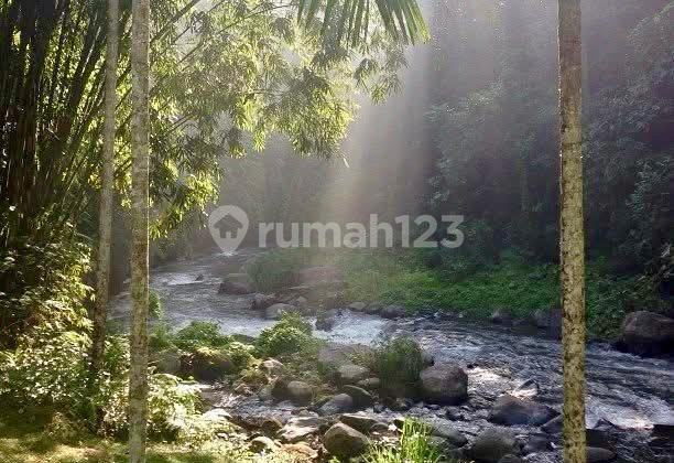 Tanah Murah 1,7 Ha View Sungai Ayung Di Ubud Bali Tanah Murah 1,7 Ha View Sungai Ayung Di Ubud Bali