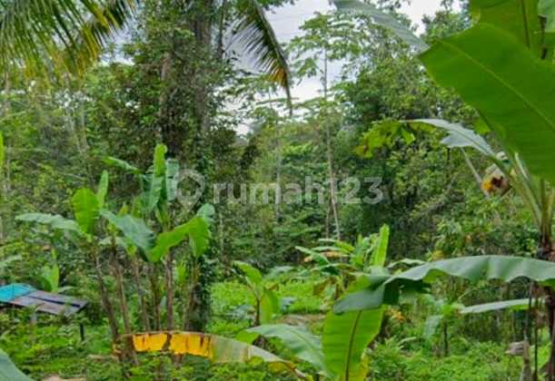 Tanah View Tebing Jungle Di Tukad Penet Petang Badung Tanah View Tebing Jungle Di Tukad Penet Petang Badung