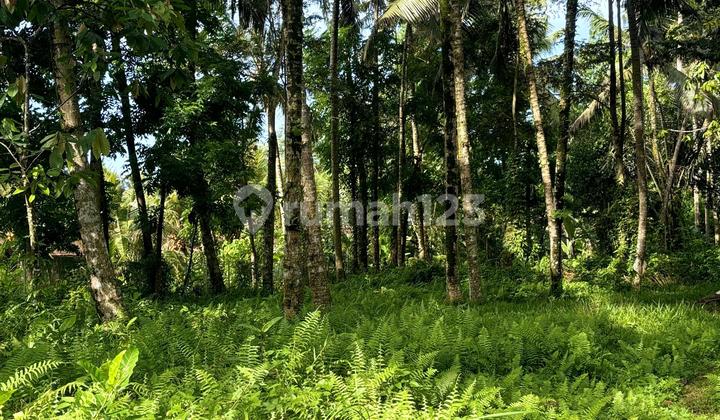 Tanah View Jungle & Sawah Dekat Ubud Lingkungan Tenang Dan Bagus Tanah View Jungle & Sawah Dekat Ubud Lingkungan Tenang Dan Bagus