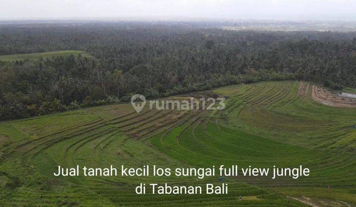 Murah, Tanah los sungai view jungle di Tabanan bonus pohon durian 1