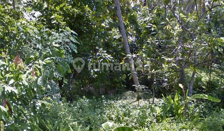 Prime Land in East Selemadeg 10 Minutes to the Beach
