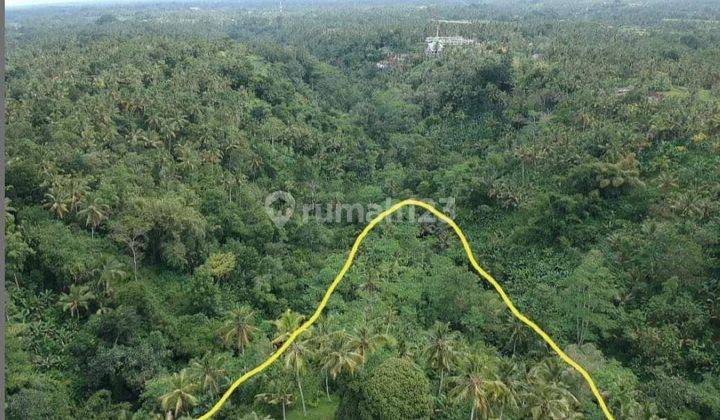 Tanah full view jungle di Ubud, kontur terasering dan datar 1