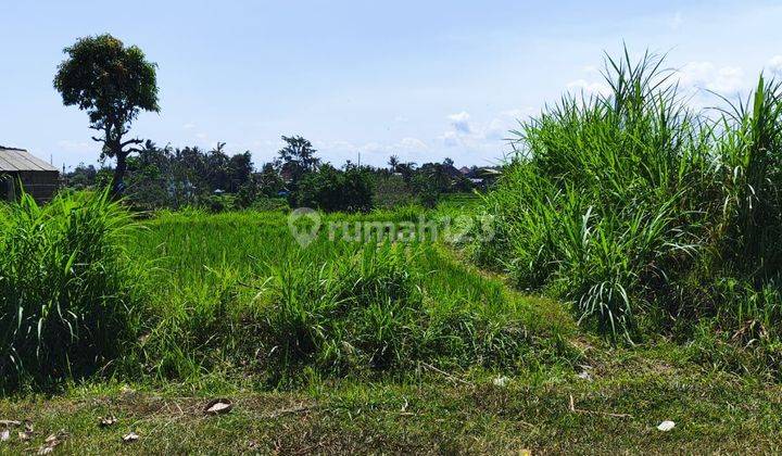 Tanah kontur datar view hamparan sawah di Karang asem 1