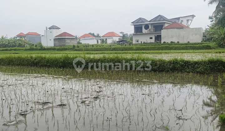 Tanah View Hamparan Sawah Dekat Sentral Ubud 500m2