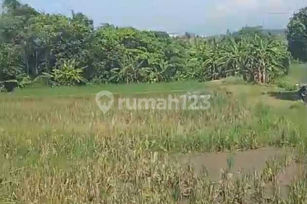 Tanah Los Pantai Pasut Tabanan View Laut dan Sawah Tanah Los Pantai Pasut Tabanan View Laut dan Sawah