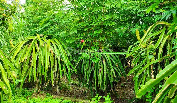 Tanah view sawah di Ubud cocok untuk pribadi atau komersil 1