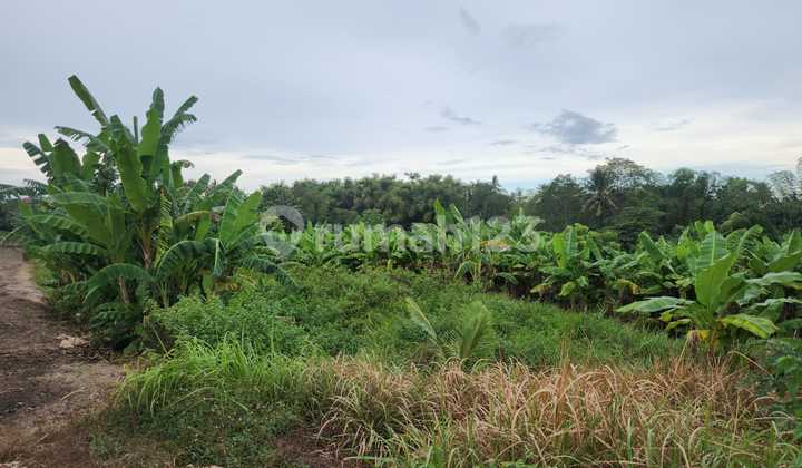 Tanah View Sawah 3550m2 Di Jalan Medewi Surfing