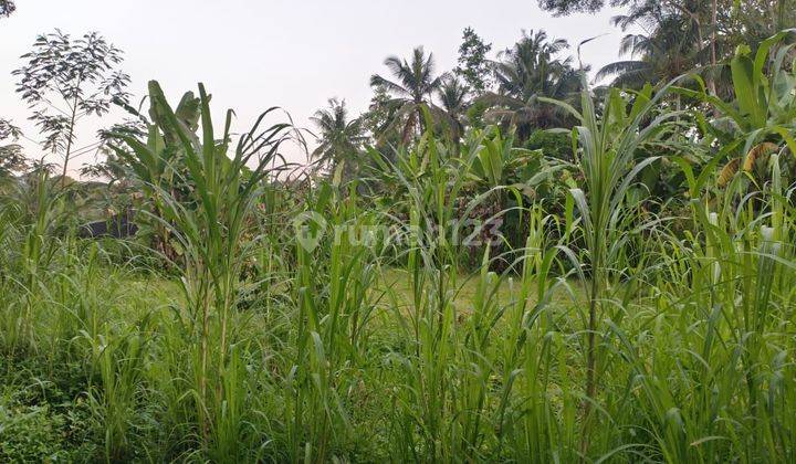 Tanah view jungle hadap utara di Ubud lebar depan 143 meter 2