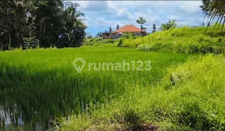 Tanah Datar Los Sungai View Sawah Di Pejeng Kangin Ubud Tanah Datar Los Sungai View Sawah Di Pejeng Kangin Ubud