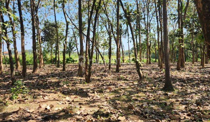 Tanah full view hamparan sawah di tabanan, 10 menit ke Canggu 2