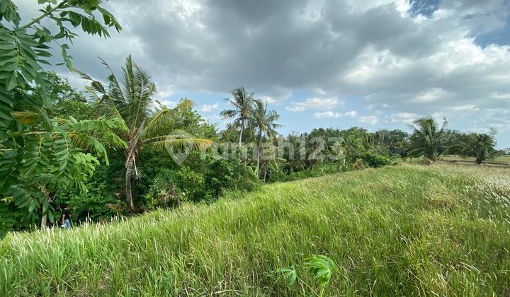 Strategic Land with Rice Terrace Views in Kaba Kaba, Tabanan, Bali Strategic Land with Rice Terrace Views in Kaba Kaba, Tabanan, Bali