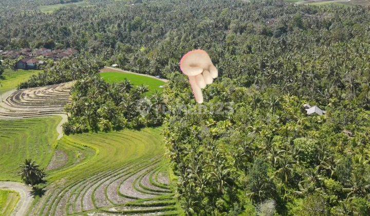 Tanah 3000m² View Laut & Sawah Abadi Di Tabanan Bali 9