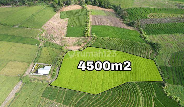 Tanah Kavling Indah di Pantai Pasut Tabanan View Sawah Dan Lokasi Strategis, Boleh Ambil 240m2 2