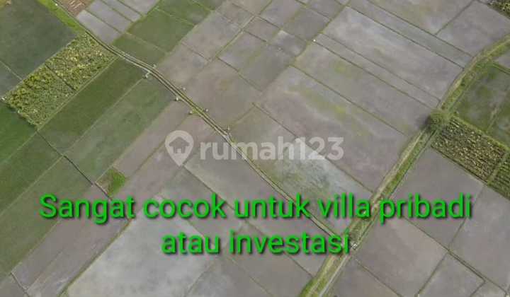 Rice Field View Land 700m to Kelating Beach Tabanan Rice Field View Land 700m to Kelating Beach Tabanan