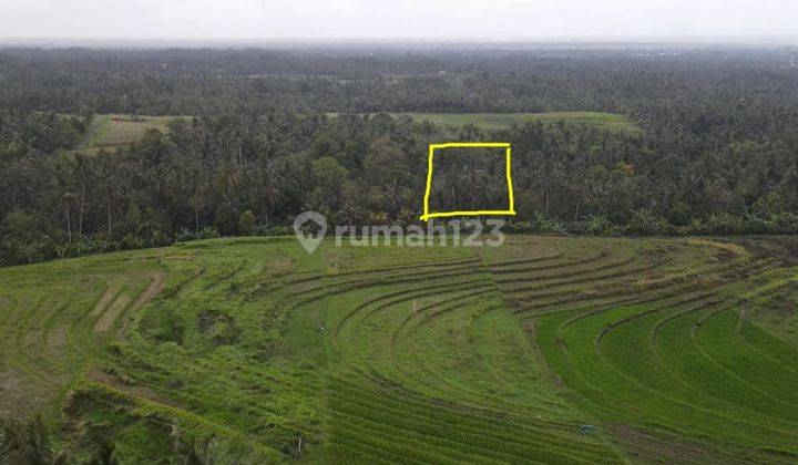 Murah, Tanah los sungai view jungle di Tabanan bonus pohon durian 2