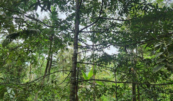 Land with jungle view and river view, bonus durian and coconut trees 1