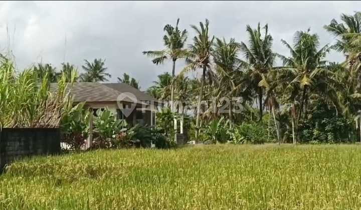 Rice Field View Land in Central Ubud 300m2 SHM