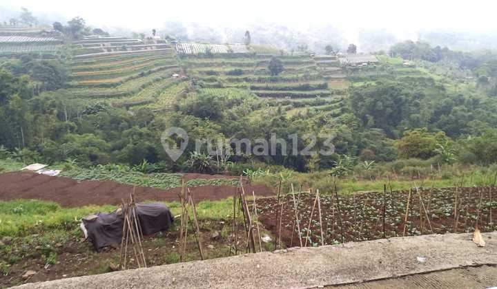 Tanah Luas View Pegunungan Dan Hutan Di Bedugul