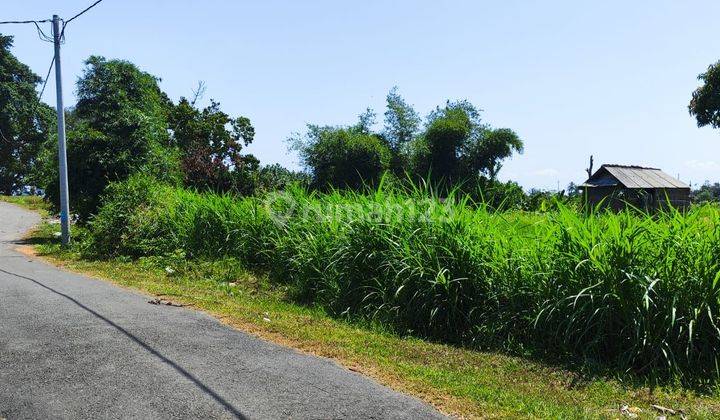 Tanah kontur datar view hamparan sawah di Karang asem 2