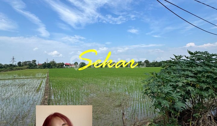 Tanah Komersial Pemalang Dekat Sekali Dengan Pintu Tol Tanah Komersial Pemalang Dekat Sekali Dengan Pintu Tol