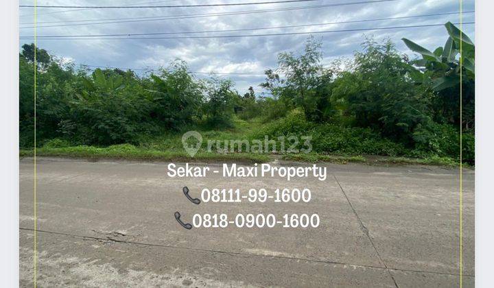 Tanah Maja Pinggir Jalan Raya Cocok Bangun Perumahaan Murah 3