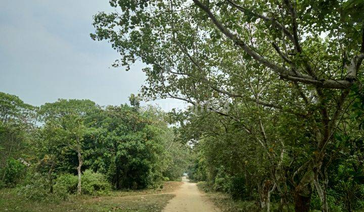 Murah Meriah Tanah Carita Pinggir Pantai Utk Bangun Resort Hotel 2
