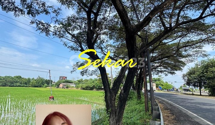 For Sale Commercial Land Pemalang Strategic Location Easy Access