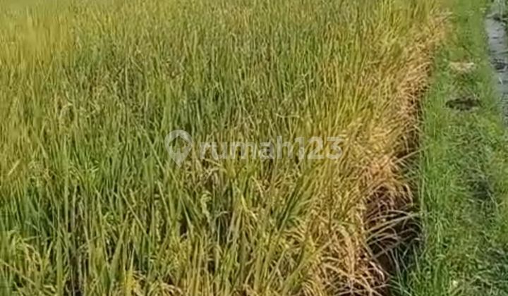 LAHAN SAWAH DI BANJARAN 