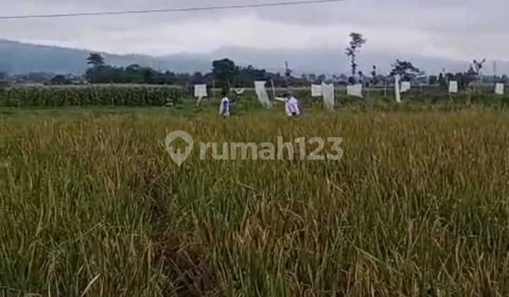 LAHAN SAWAH DI LEBAK WANGI ARJASARI