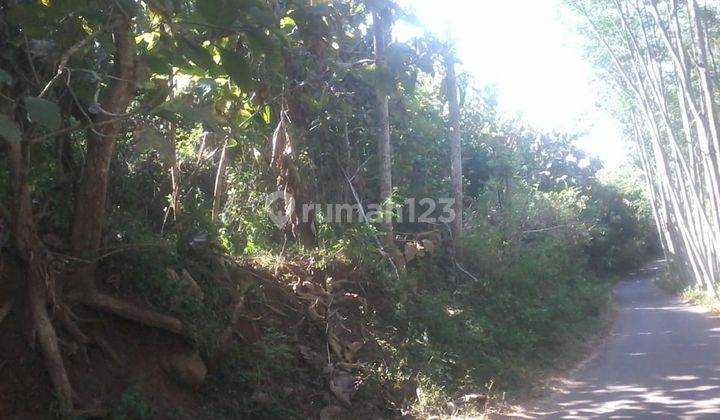 Tanah Kebun Jati Pinggir Jalan Kabupaten Bondowoso 1