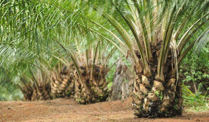  302 Di Jual Kebun Sawit Beserta Pabrik Nya di Riau 1