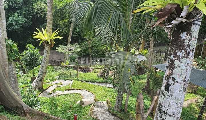 Tanah Los Sungai View Sawah Dan Jungle Canggu Area Tanah Los Sungai View Sawah Dan Jungle Canggu Area