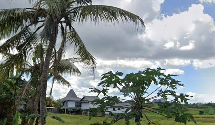 Land Lease Rce Field View. Canggu Tumbak Bayuh