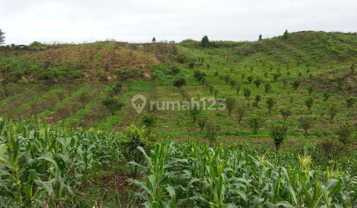 Dijual Tanah Desa Kacinambun di Puncak 2000 Siosar, Kabanjahe 1