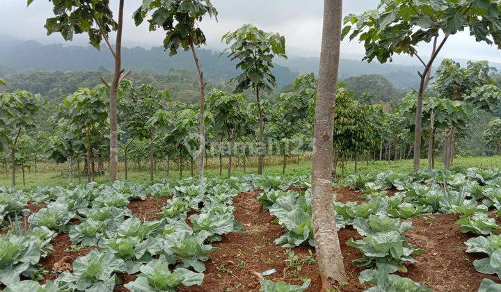 Dijual Tanah Kebun, Desa Cipasung, Majalengka, Jawa Barat 2