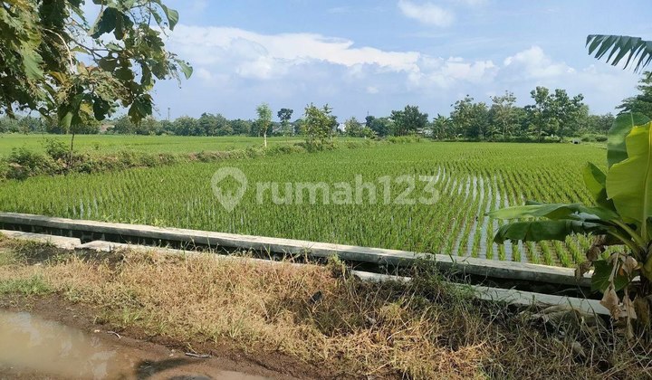 Rice Field Land Beside Residential Cluster In Papahan Tasikmadu (aa)