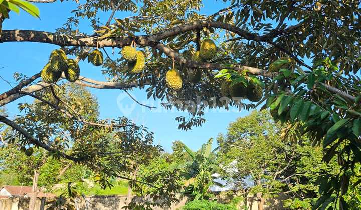 Kavling Siap Bangun cocok untuk Cluster di Lampung