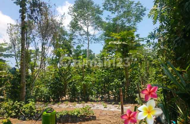 Tanah, di Ubud-Tegallalang Luas 10 Are Cocok Villa (Tu 1249) Tanah, di Ubud-Tegallalang Luas 10 Are Cocok Villa (Tu 1249)