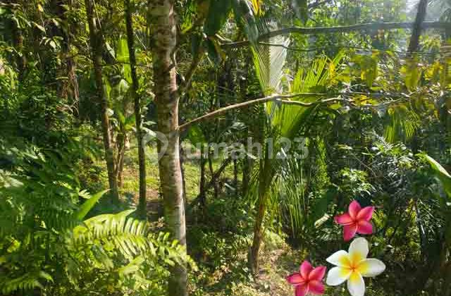 Tanah, di Tegallalang Luas 17 Are Jtu 1238) Cocok Dibangun Villa