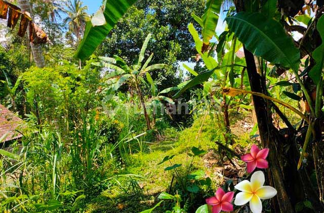 Tanah di Payangan-Bali Luas 31 Are Cocok Investasi (Jtu 1126) Tanah di Payangan-Bali Luas 31 Are Cocok Investasi (Jtu 1126)