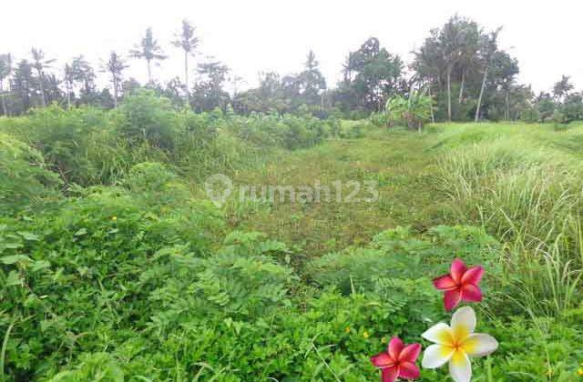 Jtu 1020, Tanah Cocok Villa Luas 10 Are di Tampaksiring Bali 2