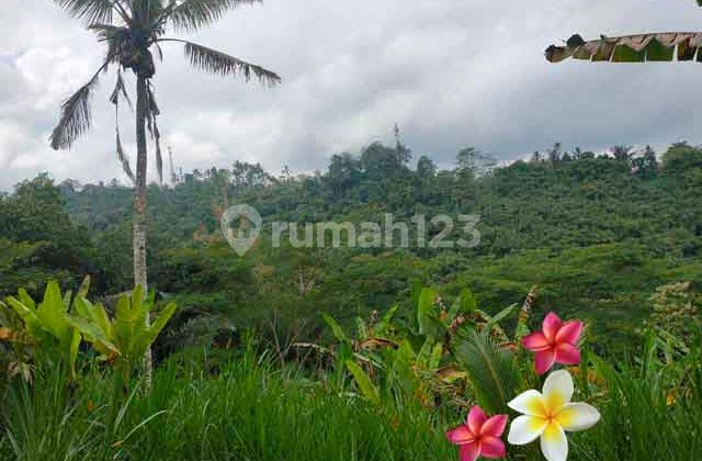 Tanah di Tegallalang Luas 115 Are Cocok Invest &Resort (Jtu 1194)