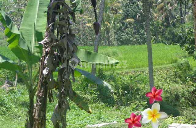 Jtu 710, Cocok Resort, Tanah 60 Are di Payangan Bali View Tebing 1
